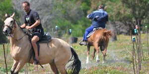 Gansbaai Perde Boersport BBos 4